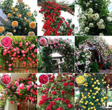 Hybrid Climbing Rose Flower Seeds + Free Growth Booster!